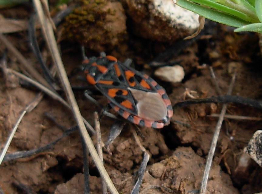 Pyrrhocoris apterus (f.pennata), forma alata